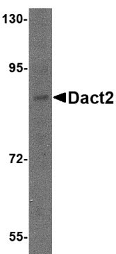 1 - Dact2 Antibody ASC10789