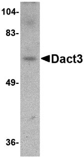 1 - Dact3 Antibody ASC10793
