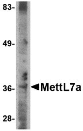 1 - MettL7A Antibody ASC10795