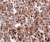 2 - MettL7B Antibody ASC10796