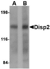 1 - Disp2 Antibody ASC10797