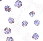 8 - MARCH8 Antibody ASC10798