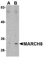 1 - MARCH8 Antibody ASC10798