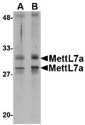 1 - MettL7A Antibody ASC10800