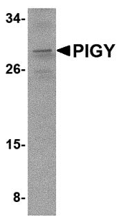 1 - PIG-Y Antibody ASC10815