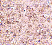 2 - ZBTB1 Antibody ASC10818