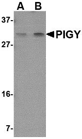 1 - PIG-Y Antibody ASC10820