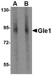 1 - Gle1 Antibody ASC10824