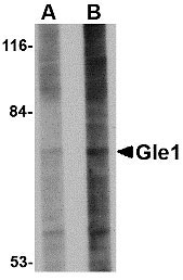 1 - Gle1 Antibody ASC10828