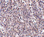 2 - EBI3 Antibody ASC10829