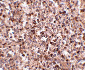 2 - KLRA1 Antibody ASC10834