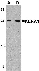 1 - KLRA1 Antibody ASC10834