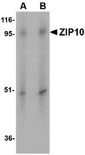 1 - ZIP10 Antibody ASC10835