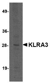 1 - KLRA3 Antibody ASC10836
