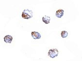 8 - KLRA1 Antibody ASC10839
