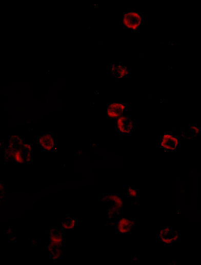 3 - KLRA1 Antibody ASC10839