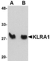 1 - KLRA1 Antibody ASC10839