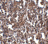 2 - KLRA2 Antibody ASC10848