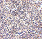2 - ATG5 Antibody ASC10852