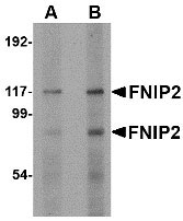 1 - FNIP2 Antibody ASC10854