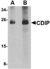 1 - CDIP Antibody ASC10855