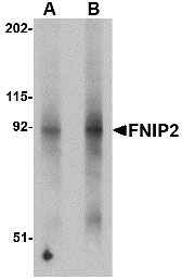 1 - FNIP2 Antibody ASC10858