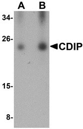 1 - CDIP Antibody ASC10859