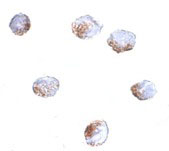 8 - GNPDA2 Antibody ASC10860