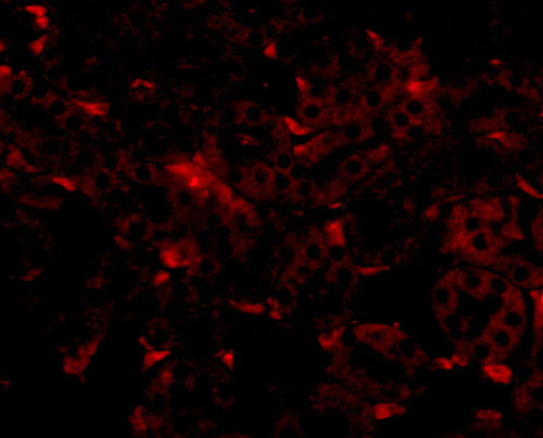 3 - GNPDA2 Antibody ASC10860