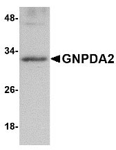 1 - GNPDA2 Antibody ASC10860