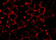 3 - MTCH2 Antibody ASC10861