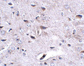 2 - LRFN3 Antibody ASC10864
