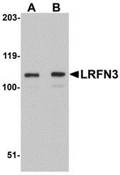 1 - LRFN3 Antibody ASC10864