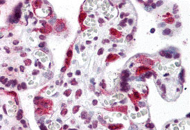 2 - LZTS2 Antibody ASC10866