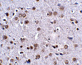 2 - LRFN4 Antibody ASC10868