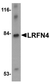 1 - LRFN4 Antibody ASC10868