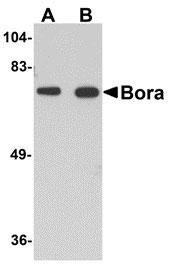 1 - Bora Antibody ASC10877