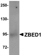 1 - ZBED1 Antibody ASC10879