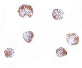 8 - ZBED3 Antibody ASC10880