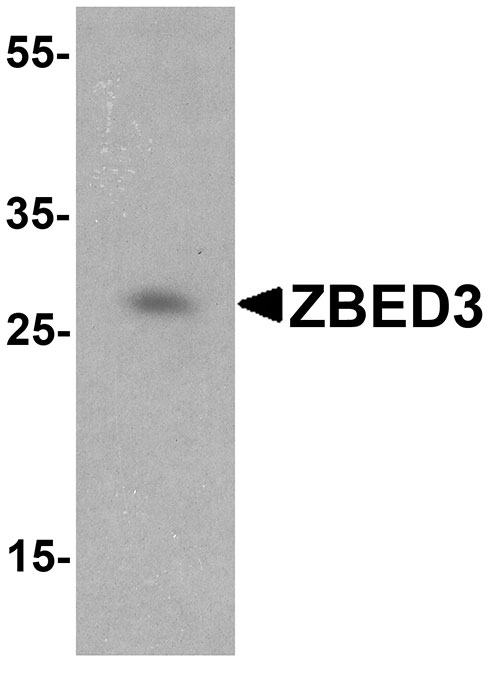 1 - ZBED3 Antibody ASC10880
