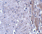 2 - MATN4 Antibody ASC10881