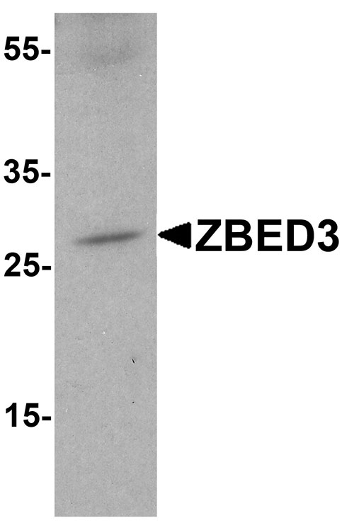 1 - ZBED3 Antibody ASC10885