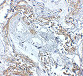 2 - TNFAIP3 Antibody ASC10889