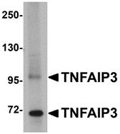 1 - TNFAIP3 Antibody ASC10889