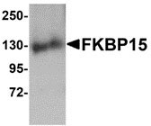 1 - FKBP15 Antibody ASC10890