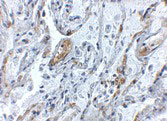 2 - TNFAIP3 Antibody ASC10895