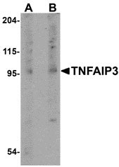 1 - TNFAIP3 Antibody ASC10895