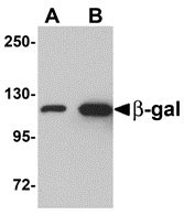 1 - beta-Galactosidase Antibody ASC10900