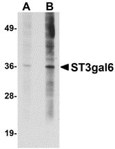 1 - ST3gal6 Antibody ASC10907