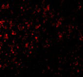 3 - GPR3 Antibody ASC10910
